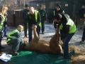 13 lei de la Grădina Zoologică din Oradea sunt transportaţi în Marea Britanie