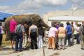 Elefanţii au colindat oraşul, escortaţi de poliţişti