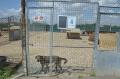 Varză de Grivei! Rărind câinii fără stăpân din adăpost, angajaţii ADP şi-au făcut loc de... grădină (FOTO)