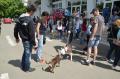 Nu eutanasierii! O asociaţie pentru potecţia animalelor a făcut cerere la Primărie pentru a prelua Adăpostul Grivei (FOTO)