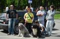 Nu eutanasierii! O asociaţie pentru potecţia animalelor a făcut cerere la Primărie pentru a prelua Adăpostul Grivei