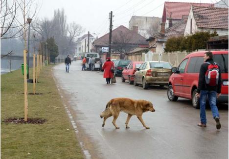 LA NUMĂRĂTOARE. Câinii maidanezi de pe străzile oraşului au fost număraţi de angajaţii Primăriei, iar acum urmează să fie ridicaţi de hingheri