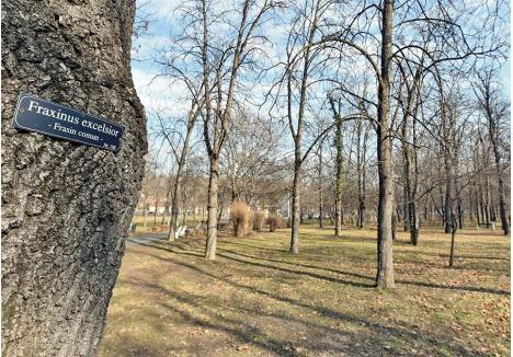 ARBORI IMPORTANȚI. În cadrul cadastrului verde, firma angajată de Primăria Oradea a montat și plăcuțe cu denumirea științifică și cea populară pe 100 de copaci valoroși ai orașului, adică arbori maturi și sănătoși