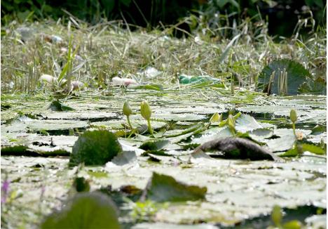 ÎNTRE GUNOAIE. O colonie de nuferi termali crește, discret, pe apa pârâului Peța, în Sânmartin. Apă care aduce la vale nu doar căldura necesară acestei flori, ci, din nefericire, și multe gunoaie...