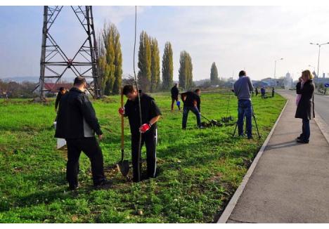 RITM SUSŢINUT. În campania de plantări de toamnă din 2013, în oraş au fost plantaţi 780 de arbori 