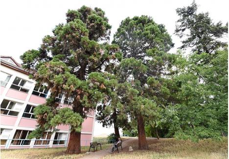 MISTERIOŞI. De cel puţin 180 de ani, aproape de Palatul Baroc, cresc trei arbori sequoia, fără a se şti cine i-a sădit ori cu ce prilej