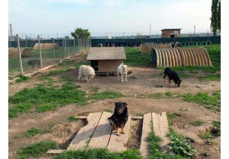 10 PE ZI. Din marţea de după Paşte, în fiecare zi lucrătoare cel puţin 10 câini îşi găsesc sfârşitul în adăpostul din Oradea. "Câinele care nu e revendicat sau adoptat este eutanasiat după 14 zile", zice primarul Ilie Bolojan