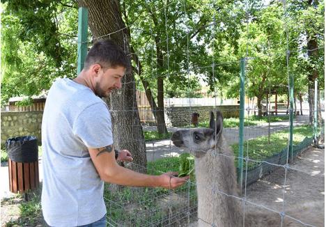 FACEŢI CUNOŞTINŢĂ! Una dintre atracţiile noi ale Zoo Oradea este puiul de lamă Alex. El s-a născut în decembrie, aşa că n-a apucat să facă cunoştinţă cu prea multă lume înainte de pandemie