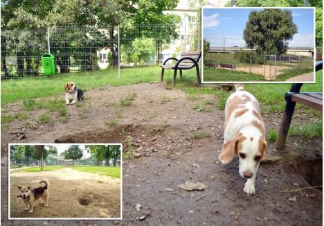 BOALĂ CURATĂ. În pofida aspectului deplorabil, Mircea Stejeran spune că ţarcurile de câini din parcurile Mihai Viteazul (foto stânga), Palatului Baroc (foto mijloc) sau Sovata (foto dreapta) sunt curăţate şi dezinsectate periodic. "Vara aceasta am făcut două dezinsecţii şi mai urmează două. N-am primit nicio reclamaţie", spune funcţionarul