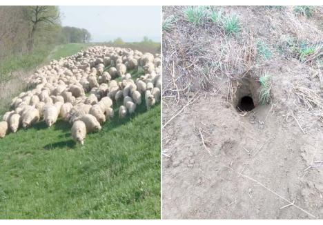 CIURUITE. Unde-s oi, apar şi vulpile. Pentru că ciobanii sunt lăsaţi să-şi păşuneze animalele pe diguri, acestea sunt găurite de vulpi, care sapă vizuini în ele. Din când în când, găurile sunt astupate, dar pe banii şi de către angajaţii instituţiei