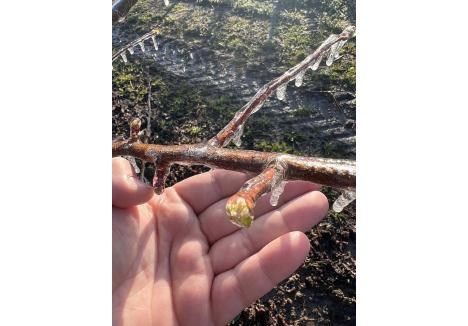 GHEAȚA SALVATOARE. Una dintre puținele soluții pentru protejarea fructelor timpurii, aplicată de un fermier din Gepiu, este montarea unui sistem anti-îngheț care protejează florile și fructele sub o pojghiță de... gheață!