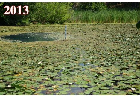 BUCURIE SCURTĂ. Anul trecut, în iulie, Muzeul Ţării Crişurilor anunţa că, deşi cu trei luni întârziere, lotuşii au înflorit din nou pe lacul din 1 Mai. Naturaliştii se şi tem, însă, să se gândească că 2013 a fost ultimul an în care nuferii au colorat luciul apei