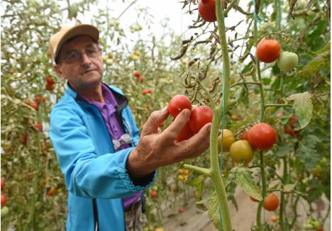 PREFERATELE. Dintre toate soiurile de roşii pe care le cultivă, favoritul lui Mihai este "Red Zebra". "Pe lângă aspectul atrăgător, îmi place că pulpa este mai fermă şi pare combinaţia perfectă între gusturile dulce şi acru. Dar când fac o salată prefer să am în farfurie cât mai multe soiuri. Îi ofer organismului numai substanţe benefice, iar când le mănânc este un festival al gustului"