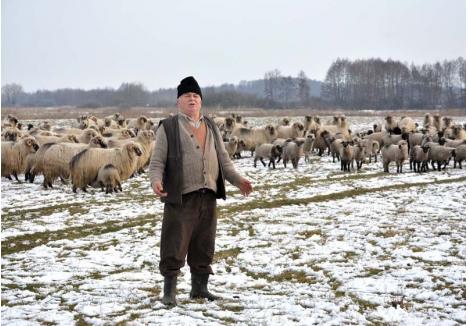 PIAŢĂ FĂRĂ MIEI. Cioban cu peste 1.300 de oi, Dumitru Gheorghe din Santău Mare spune că anul acesta nu va tăia miei pentru vânzările de Paşti. "Cei mai mari abia au vreo 6 kilograme. N-au cum să ajungă la 20 de kilograme până de sărbători", zice nea Mitică