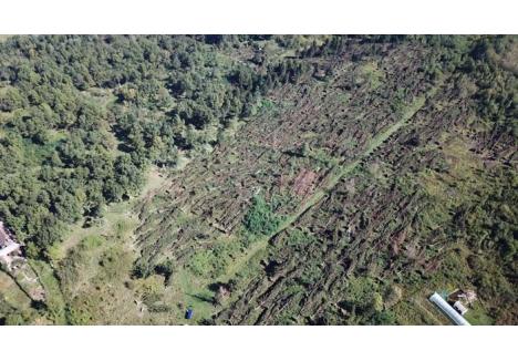 DEZASTRU FILMAT. Pentru a putea estima pagubele din păduri, Romsilva a folosit o dronă. Imaginile surprinse nu au nevoie de niciun comentariu