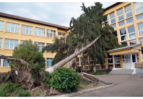 O, BRAZI PERICULOŞI! Furtuna a scos din rădăcini doi brazi uriaşi din curtea Şcolii Gimnaziale Miron Pompiliu din Ştei, răsturnându-i peste clădire