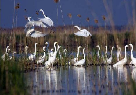 DELTA BIHORULUI. Loc de popas şi de reproducere pentru aproape 200 de specii de păsări, Parcul Natural Cefa şi-a câştigat reputaţia de Deltă a Bihorului. Doar pelicanul lipseşte ca zona să fie identică Deltei Dunării... (foto: Radu Sălcudean)