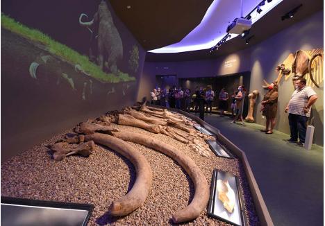 MAMUT DE ORADEA. Scheletul unui mamut descoperit în 1973 la Oradea poate fi admirat în secţia de Ştiinţele Naturii a Muzeului Ţării Crişurilor