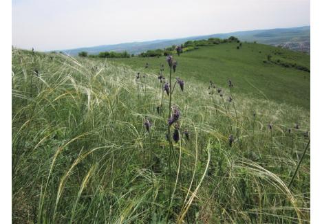 Jaleș (Salvia nutans) în pâlc de colilie (Stipa sp.), specii protejate și reprezentative pentru pajiștile uscate | Foto: Krisztina Havadtő