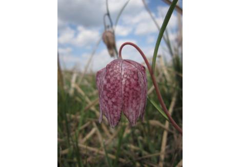 Laleaua pestriță (Fritillaria meleagris), specie ocrotită ca monument al naturii, crește pe pajiști umede din lunci și depresiuni | Foto: Krisztina Havadtői