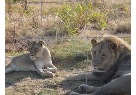 Edina şi Jack în rezervaţia de lei din Drakenstein, Africa de Sud