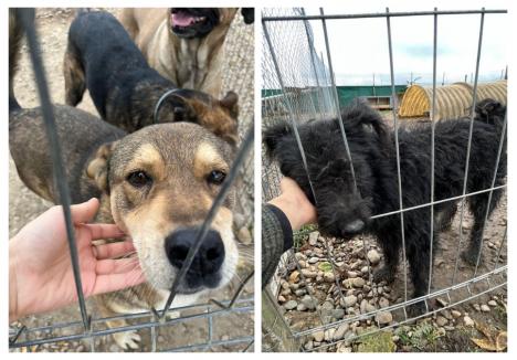 Câinii din adăpostul Grivei sunt promovați pentru adopție de un grup de voluntare, pe pagina de Facebook „Voluntari pentru cățeii din adăpostul public Oradea”