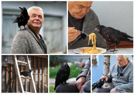 PRÂNZ ÎN DOI. Poate părea ciudat, dar Cornel Bungău își împarte fiecare masă cu corbul Coco, o pasăre pe care o crește de mică, în curtea casei din Ineu. Zburătoarea nu este pretențioasă: ce mănâncă stăpânul este perfect și pentru ea!