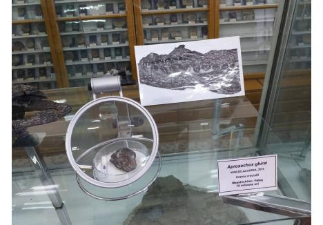 foto: Facebook / Muzeul de Paleontologie-Stratigrafie UBB, Cluj-Napoca