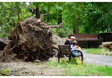 O furtună violentă a doborât, în iulie 2023, peste 800 de copaci din Oradea (foto: Paul Lelea)