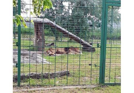 foto: Facebook, grupul Protecţia Animalelor Bihor, Oros Victor