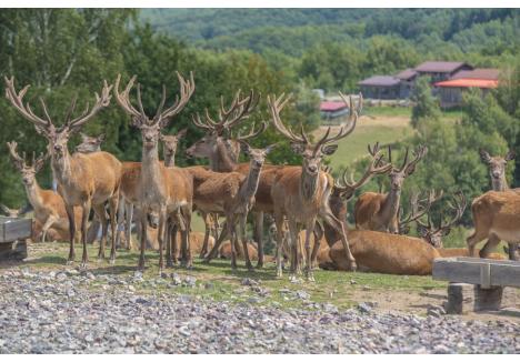 (sursa foto: bihon.ro)