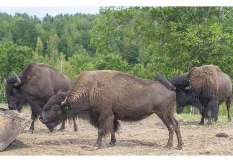 (sursa foto: bihon.ro)