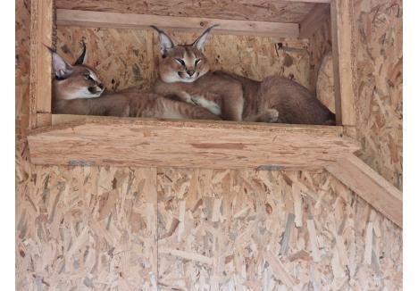 (sursa foto: bihon.ro)