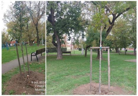 Primii arbori uscați au fost deja înlocuiți în zona Ioșia (foto: Primăria Oradea)