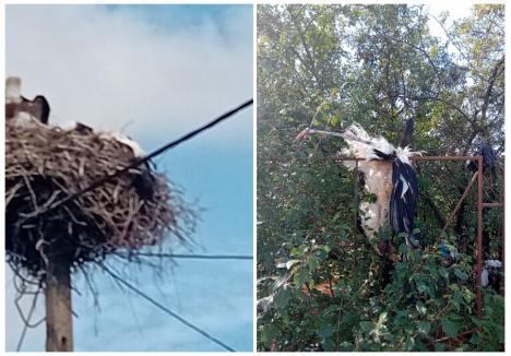 (sursa foto: Garda de Mediu Bihor)