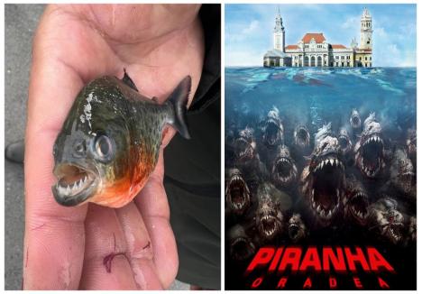 Subiectul peștelui piranha găsit în Crișul Repede a născut glume pe internet