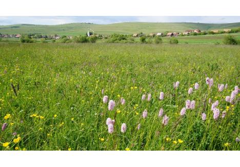 Pajiște de înaltă valoare naturală | Foto: Tibor Sos