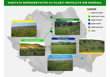 Habitate reprezentative cu pajiști protejate din România | Asociația “Grupul Milvus”