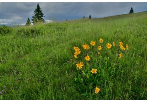 Arnică (Arnica montana), plantă medicinală și specie protejată Natura 2000, (Directiva Habitate - Anexa 5) pe o pajiște montană | Foto: Tibor Sos