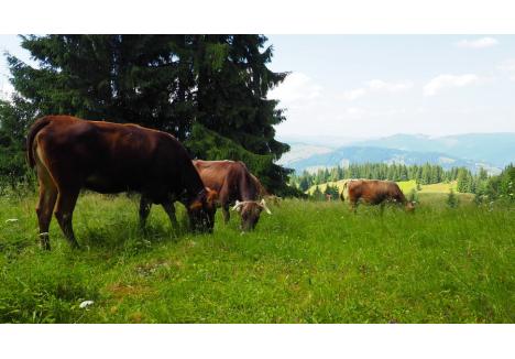 Vaci din rasa Brună de Maramureș la Vatra Dornei | Foto: Laura Turdean