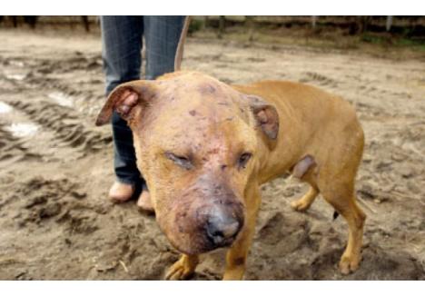 Foto: Tyson, patrupedul pe care Ramses Gado l-a nenorocit, folosindu-l la lupte de câini în Ungaria