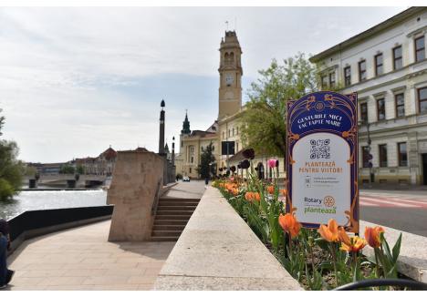 Anul trecut, în luna mai, Rotary Club Oradea a plantat în centrul orașului lalele și alte flori pentru a înfrumuseța zona