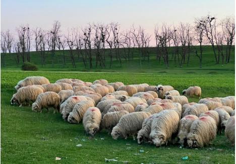 (foto: generic / arhivă)