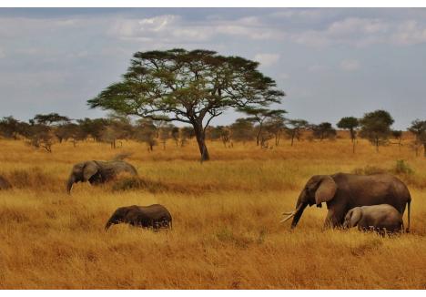 Tanzania este renumită pentru parcurile sale naționale și rezervații de animale, inclusiv Parcul Național Serengeti sau Parcul Național Ngorongoro. Sursa foto: Pixabay