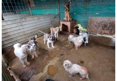 Câini de toate mărimile, ținuți într-un țarc plin de urină și fecale din adăpostul Grivei