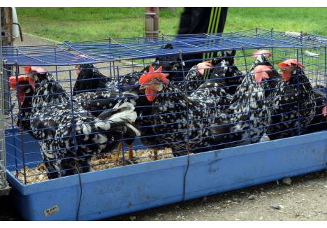 Târgurile de păsări sunt interzise, pentru prevenirea răspândirii îmbolnăvirilor de gripă aviară
