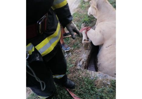 sursa foto: ISU Crișana