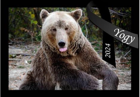 (sursa foto: Facebook - AMP Libearty - Bear Sanctuary)