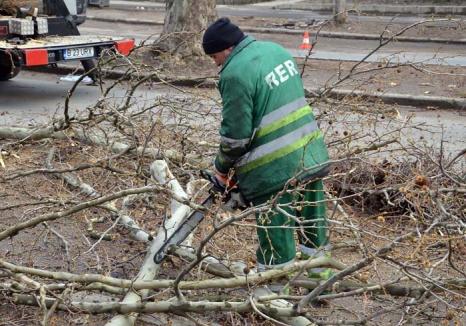 Copacii discordiei: RER Ecologic Service garantează că în Oradea orice arbore e tăiat sau toaletat legal