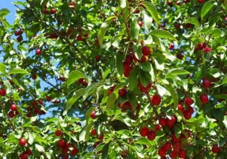 Cireşele, cele mai scumpe fructe de sezon, vânate şi de hoţi: 6 bihoreni au fost prinşi la furat în livezile de pe Dealurile Oradiei